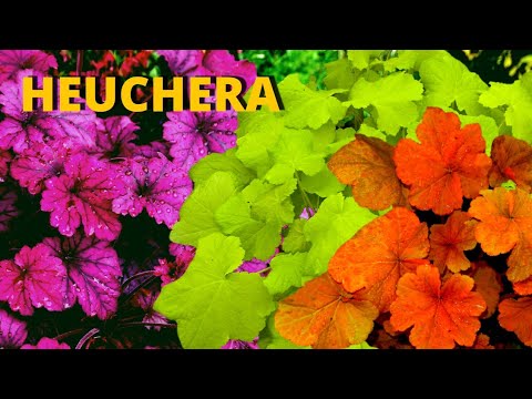 , title : 'Heuchera é uma planta perfeita para iluminar qualquer ambiente!'