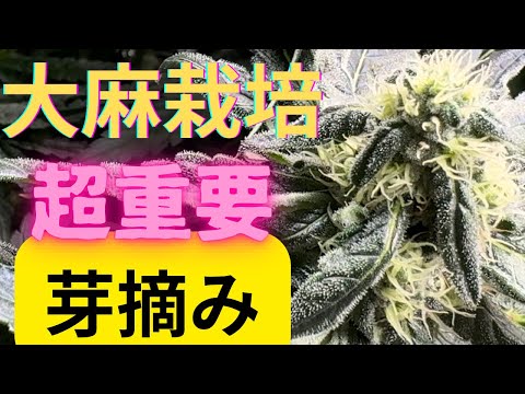 大麻産業の技術革命: ロボットが大麻を収穫すべき