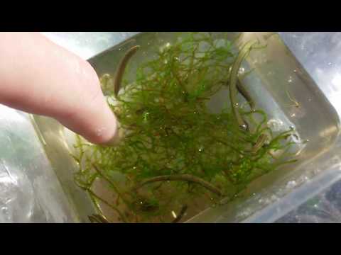 Hirudo verbana juveniles (hungry)