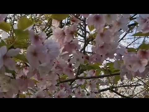 Amazing and beautiful flowers |Sakura 2025 blossom 🌸🌼 Season