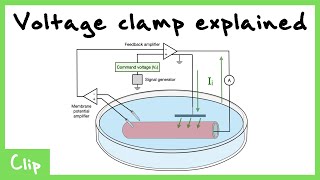 Voltage Clamp Explained (Tetrodotoxin And Tetraethylammonium)