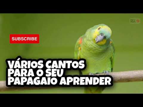 ENSINE SEU PAPAGAIO A CANTAR O HINO BRASILEIRO #Shorts