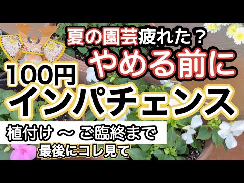 園芸 オウムのくちばし、ザンジバル インパチェンス、ニアムニアム
