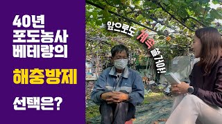 포도재배기술 고품질 농사를 위한 병충해 관리 썬라이크필름