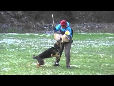 IANNICK AYKMAR - PROTECTION -   9 months