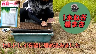 1本ねぎの種まきをやりました【石倉1本ねぎ】【種まき】【家庭菜園】