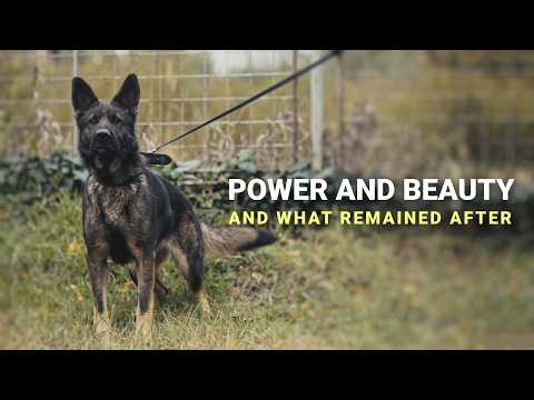 Power and Beauty - Nala