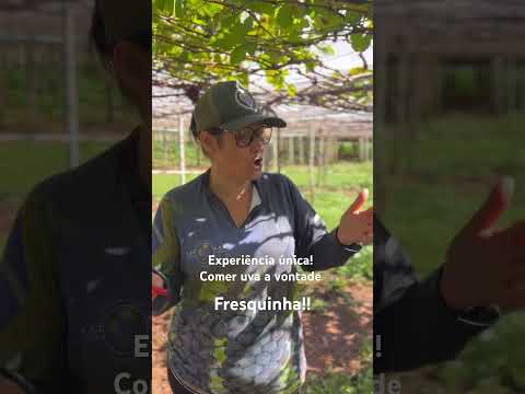 UVA direto na parreira! Em Marialva Paraná!