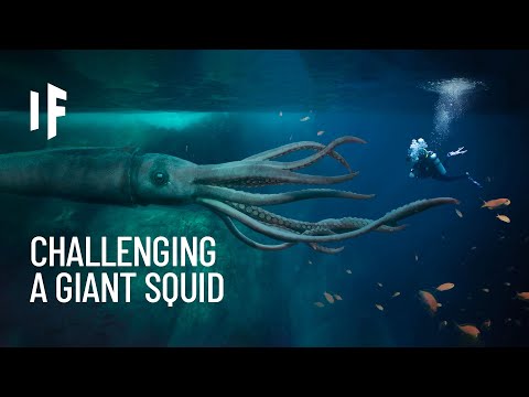 What If You Were Attacked by a Giant Squid?