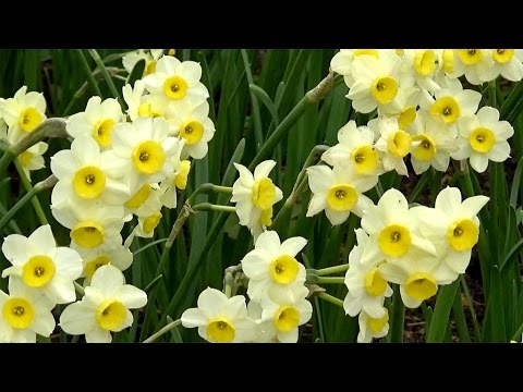 Narcissus 'Minnow' - FarmerGracy.co.uk
