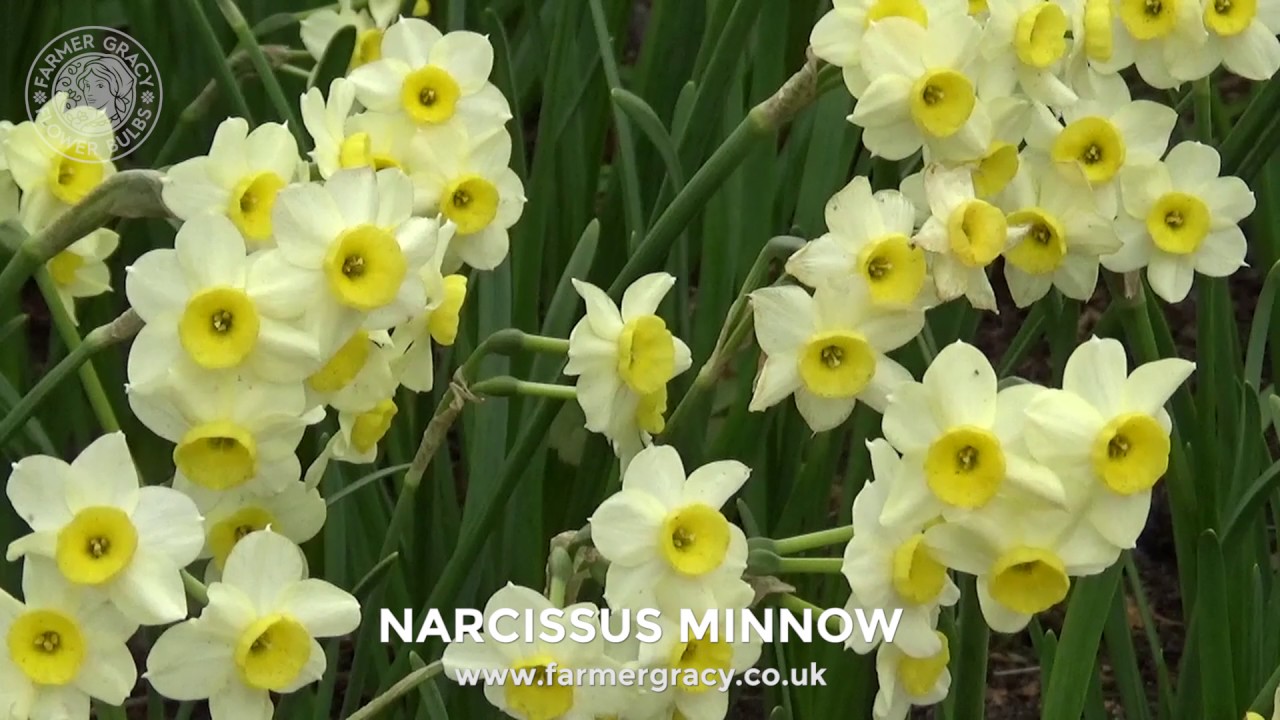 Narcissus 'Minnow' - FarmerGracy.co.uk