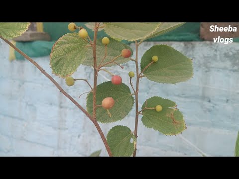 False fruit blooming in my garden | sherbet berry plant | Sheeba Vlogs
