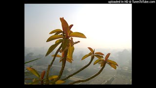 Lucian Green - Morning