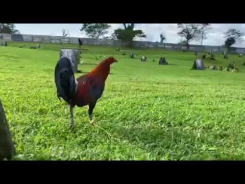 RED GAMEFARM GILMORE HATCH