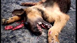 Insensibilidad   Ska p