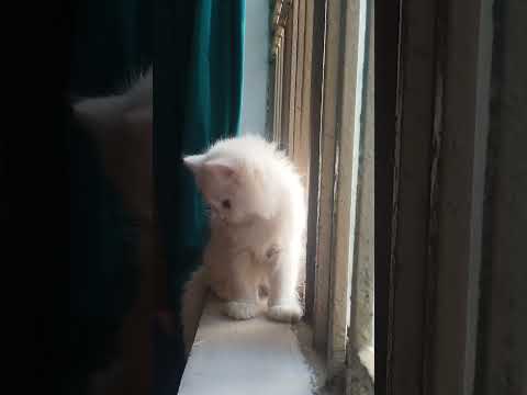 #catbabyvideos #shorts