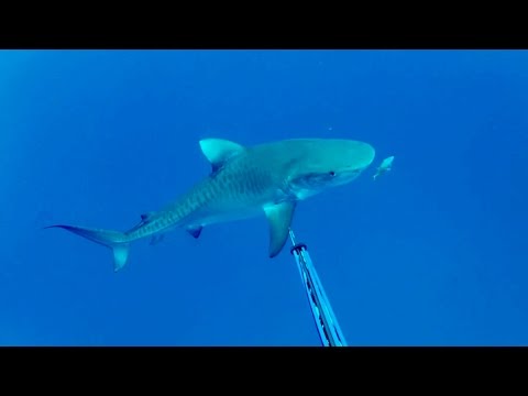 Tiger Shark Attacks Spearfisherman