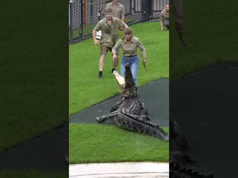 Crocodile Charges at Terri and Robert Irwin #crocodile #animals #zoo #wildlife #australia