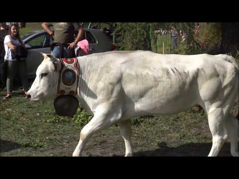 2^PARTE : MUCCHE AL RITORNO DALL' ALPE A PONTECHIANALE IN VALLE VARAITA. (CN) DOM. 15 - 9 - 2019