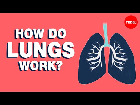 How Do Our Lungs Work?