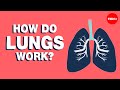 How do lungs work? - Emma Bryce