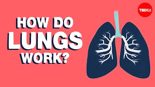 How Do The Lungs Work? - Emma Bryce