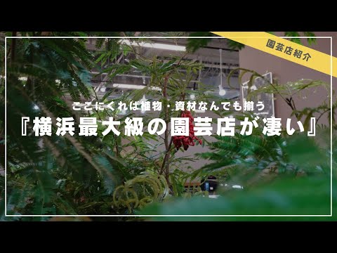 アトラスフェスク 植物