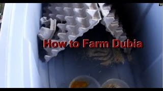 How To Farm Dubia Roaches!