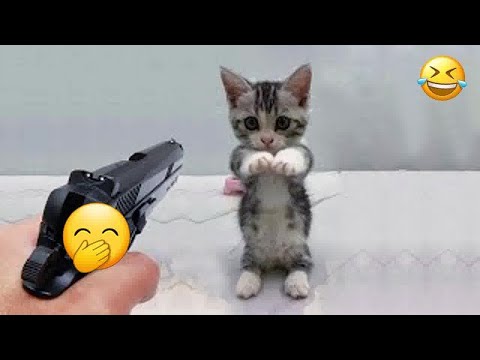 When cats doing things better than you! Funny Cat Videos 2024