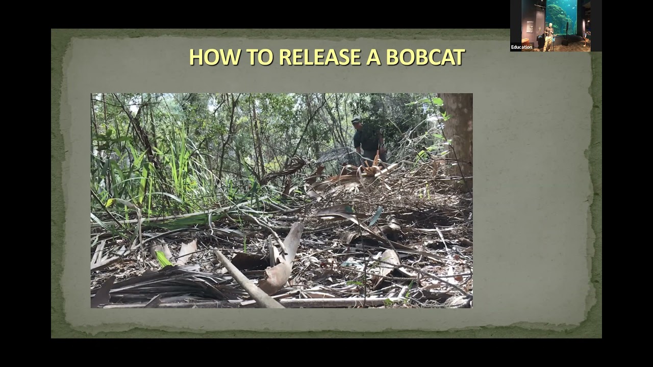 Kiawah Bobcats: Understanding Lynx in the Food Chain