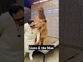 A LIONS CAN SHARE WITH PEOPLE Lion Lionking Wildanimals Wildcats Biglion Anime Funny