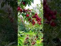 Apple Garden In Kashmir Apple Applegarden Kashmirvalley