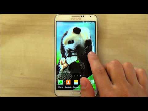 Cute Panda Live Wallpaper