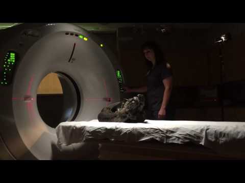 T. rex TV documentary shoot - 2017-07-29 - OhioHealth O'Bleness Hospital