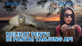 Download lagu 🔴 Melihat Keindahan Wisata Pantai Tanjung Api Kabupaten Sambas, Tempat Penyu Bertelur mp3