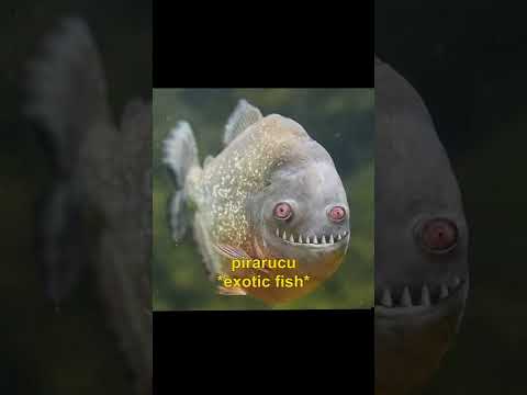 GABRIEL THOMAZ - MULTI-HOMEM - Peru Pará