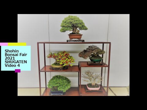 29th SHUGATEN Shohin bonsai Fair 2021・29回秋雅展令和3年 小品盆栽フェア「VIDEO 4」