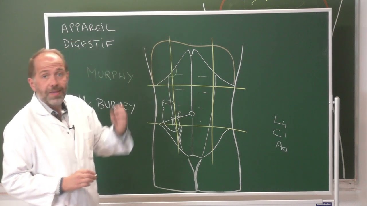 Anatomie générale 7 : Appareil digestif [General anatomy of the digestive system]