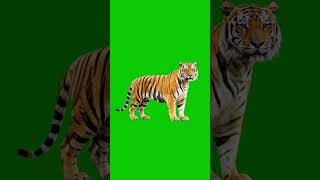 Download lagu Tiger Green Screen 🐯 FREE Asset | #Shorts mp3 Download lagu Tiger Green Screen 🐯 FREE Asset | #Shorts mp3