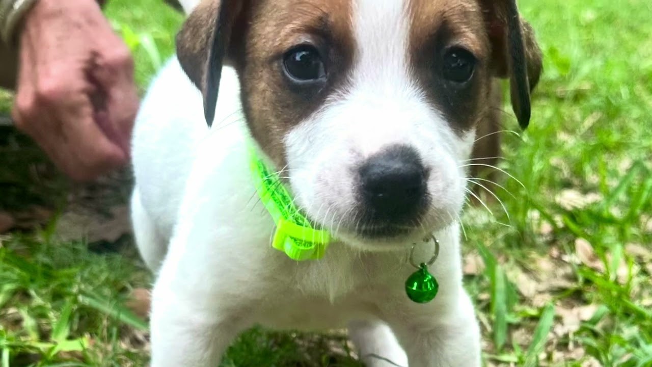 Enlarge Ace or Andy, a Adoptable mixed breed in Humble, TX video 2/6