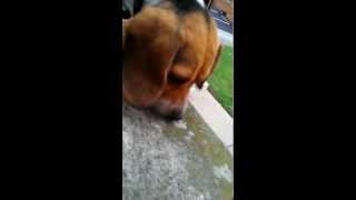 preview picture of video 'Super-sniffer beagle dog'