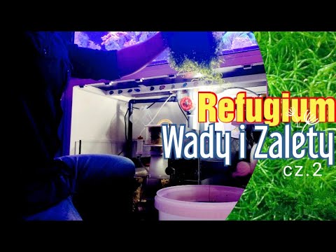 #16 Zrobiłem Refugium🌿, makroglony, czym świecę, Wady i zalety. #akwarystyka #akwarium #morskie