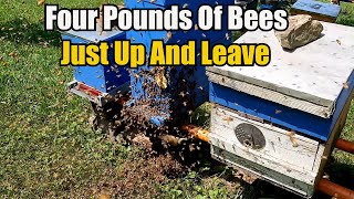 Four Pounds Of Bees Just Up And Leave (Bee Swarm... Can I Catch Them?)