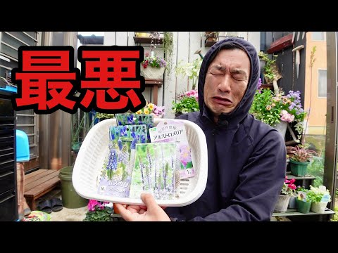 園芸 アルメニア産のムスカリ