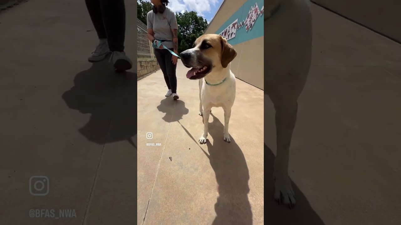 Greg, a Adoptable mixed breed in Bentonville, AR video 6/6