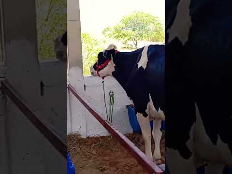 notícias torneio leiteiro em poço dás trincheira Al