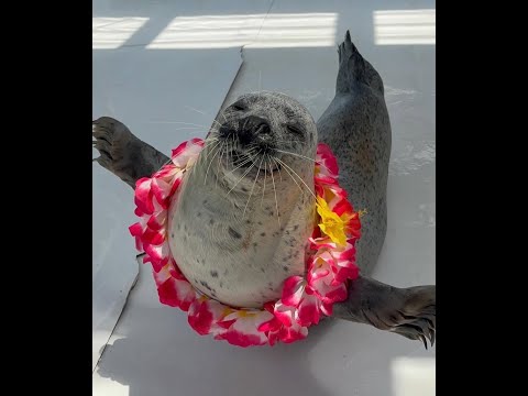 azgaja - ritual rx fc (961 pp)