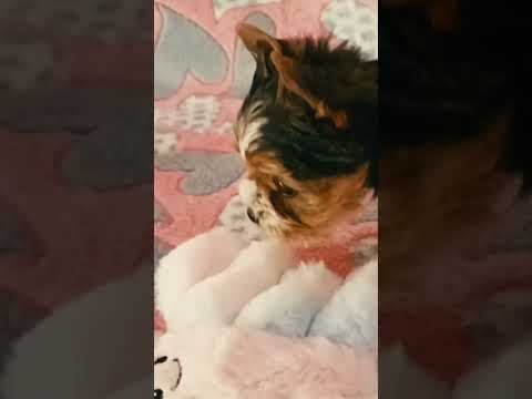 Biewer Terrier Welpe kaufen