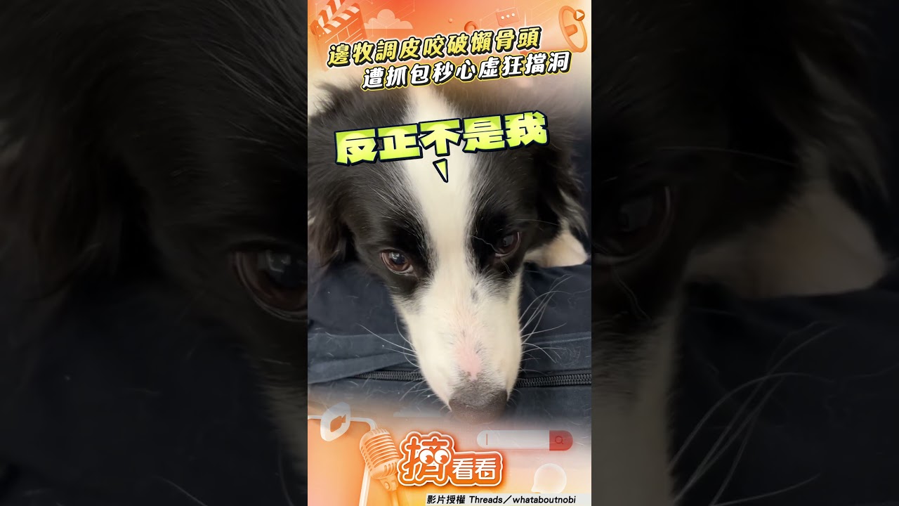 影音／邊牧犬調皮「咬破懶骨頭」！　遭抓包秒心虛「手收狂擋洞」