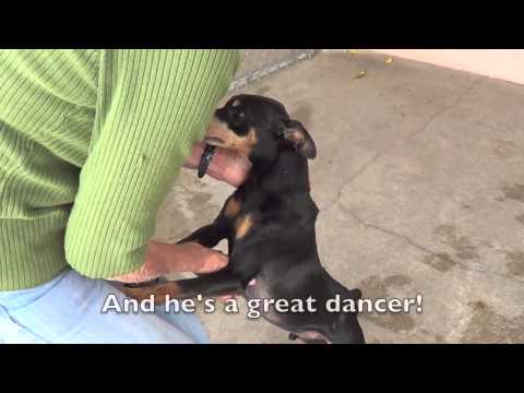 Malia & Sasha-Placed, an adopted Miniature Pinscher in Canoga Park, CA_image-1